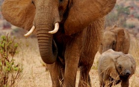 Elefantfamilj
