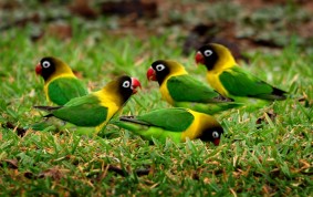 Lovebirds, parrots in Tarangire