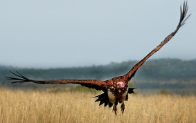 Nubian Vulture
