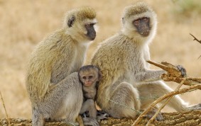 Vervet monkey family