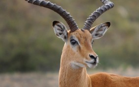 Impala antilop bock