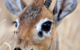 Dik-dik antelope (Kirks)