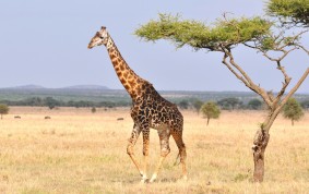 Massai Giraffe