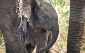 Newly born elephant calf