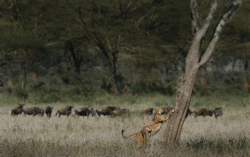 Cheetah and playful cub