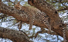 Cool och avslappnad leopard