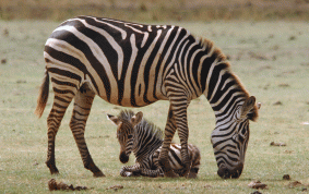 Zebra med föl