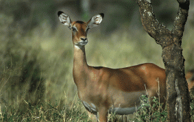 Female Impala Antelope