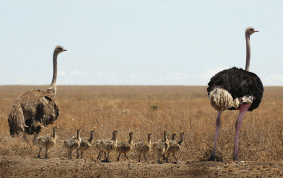 Ostrichfamily