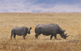 Svart noshörning med kalv