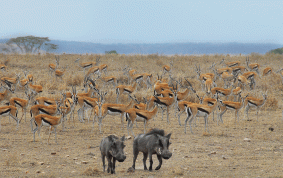Thomson gazelles and Warthogs