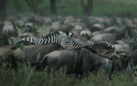Great migration of Zebras and Wildebeasts