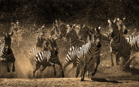 Zebras scared at the waterhole