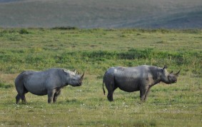 Svart Rhino