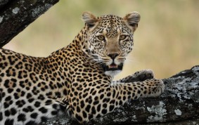Leopard hona