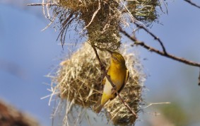 Inspecting the nest