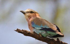 Juvenile Lilac Breasted Roller
