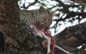 Leopard äta bytet