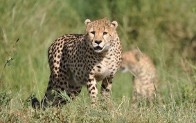Cheetah hane