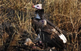 Vultures in Serengeti